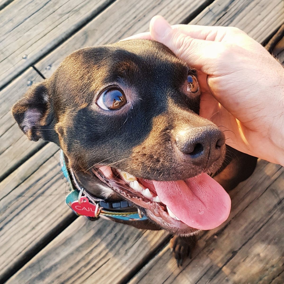 A very cute black dog smilling while being petted in the head.